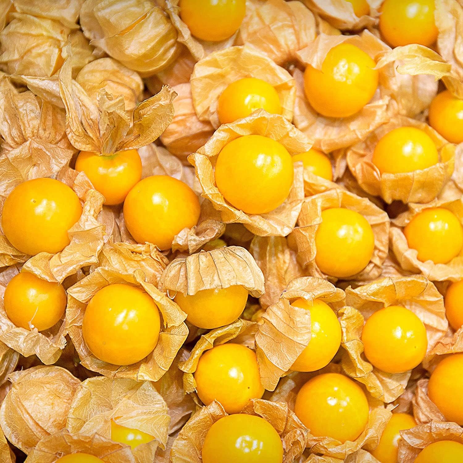 Cape Gooseberry Seeds up to 50%