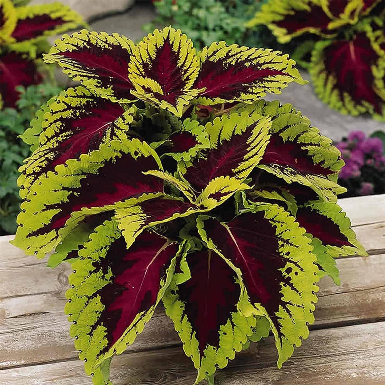 Kong Series Coleus Seeds – Rose | up to 50%
