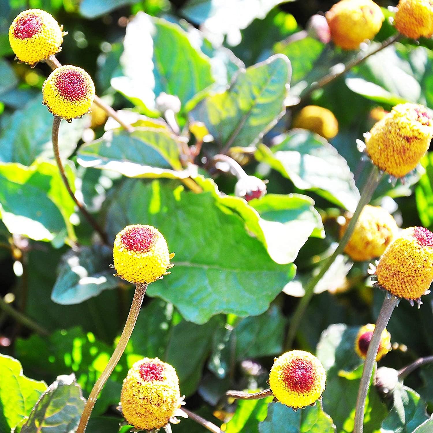 Paracress Seeds – Toothache Plant (Electric Daisy) | up to 50%