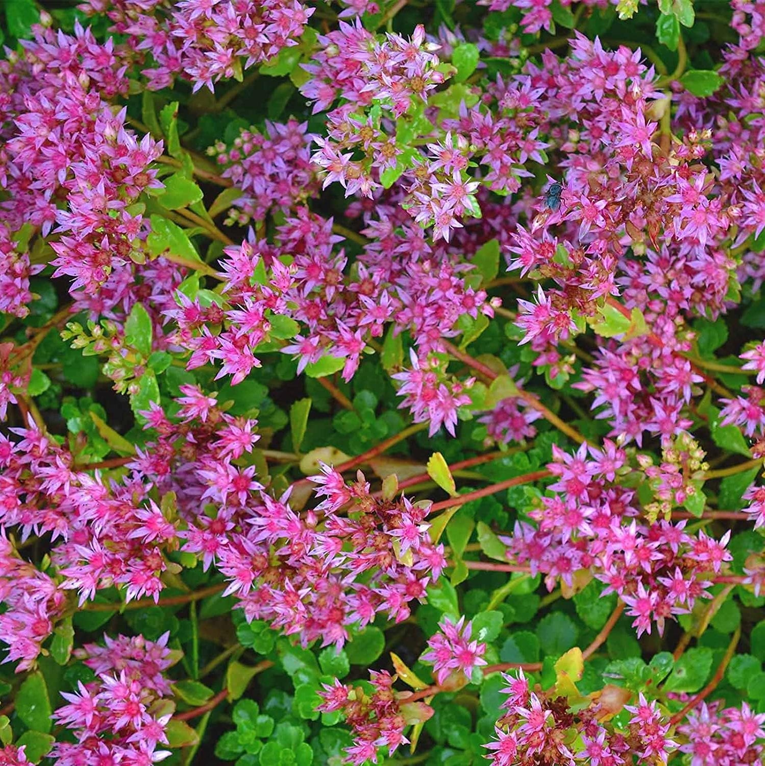 New Flowers