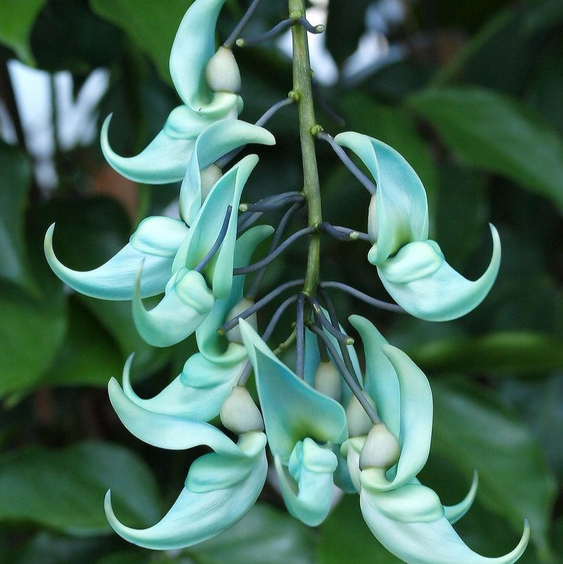 Jade Vine Flower Seeds up to 50%