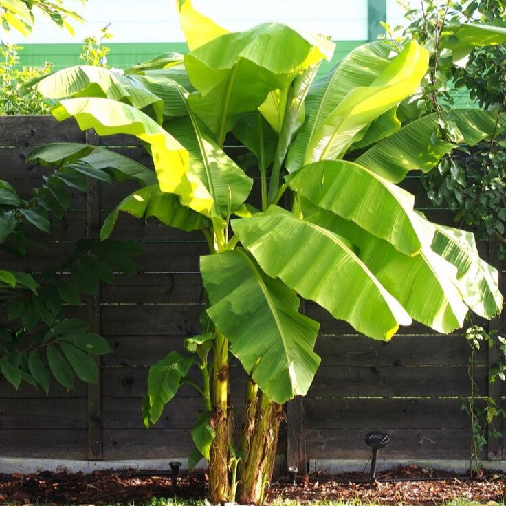 Snow Banana Plant Seeds up to 50%