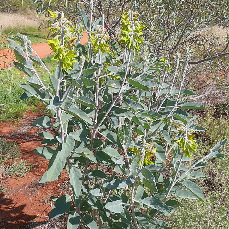 Green Birdflower up to 50%