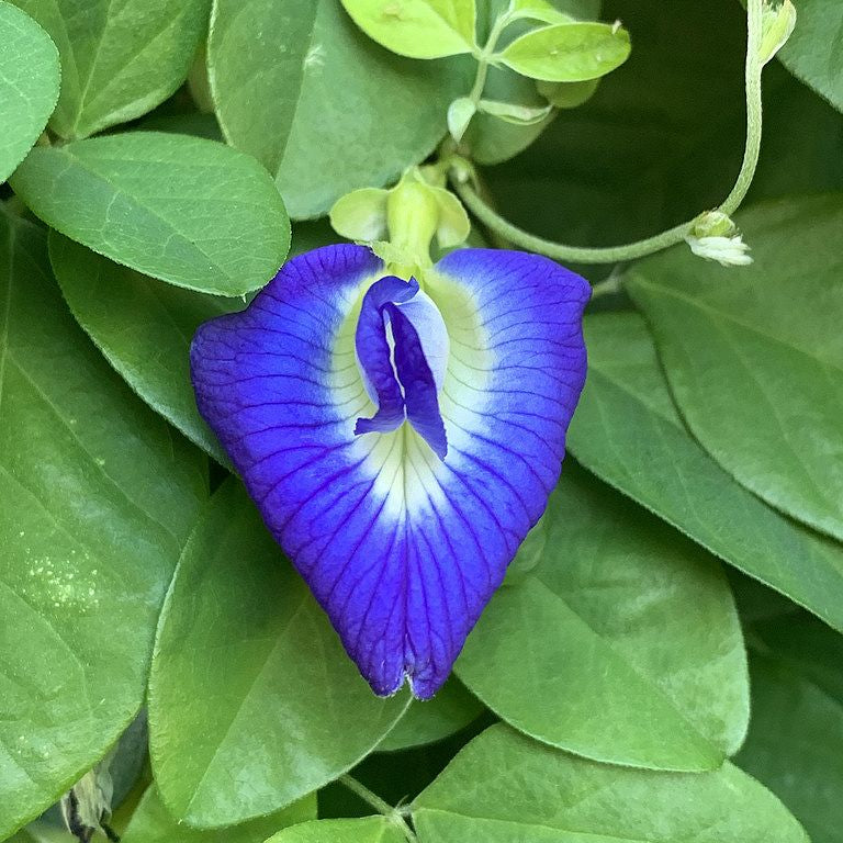 Butterfly Pea Flower Seeds up to 50%