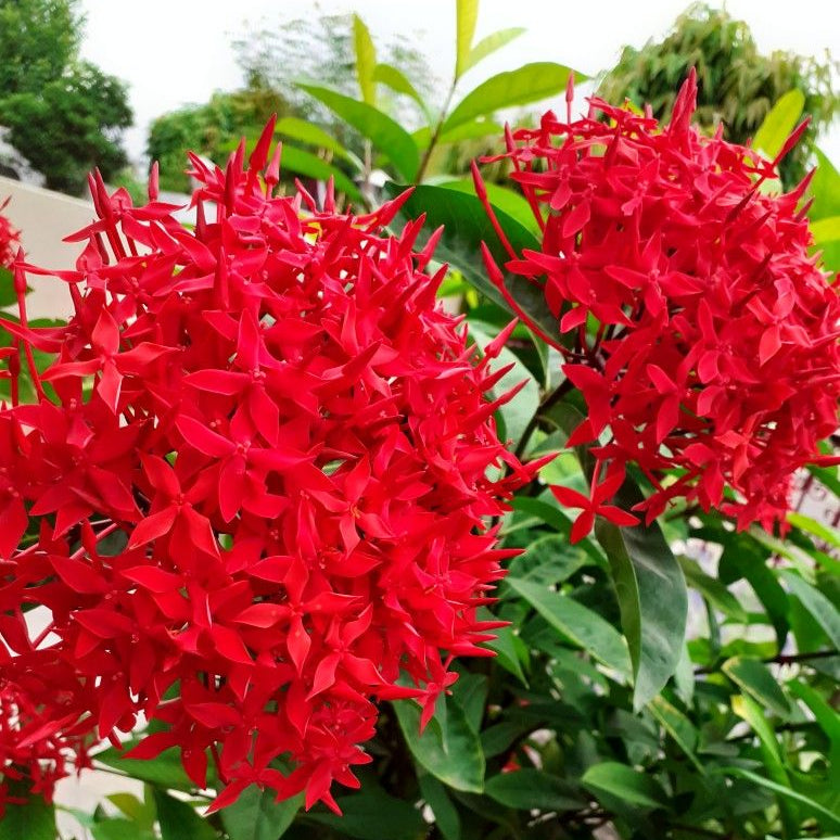 Rare Ixora Flower Seeds up to 50%