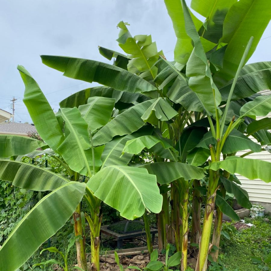Snow Banana Plant Seeds up to 50%