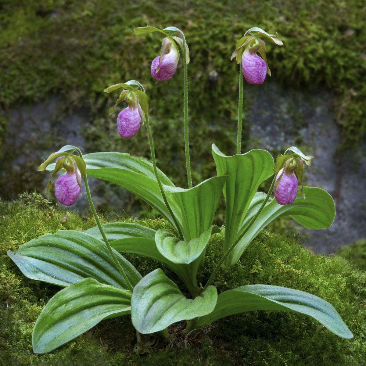 Pink Lady's Slipper Seeds up to 50%