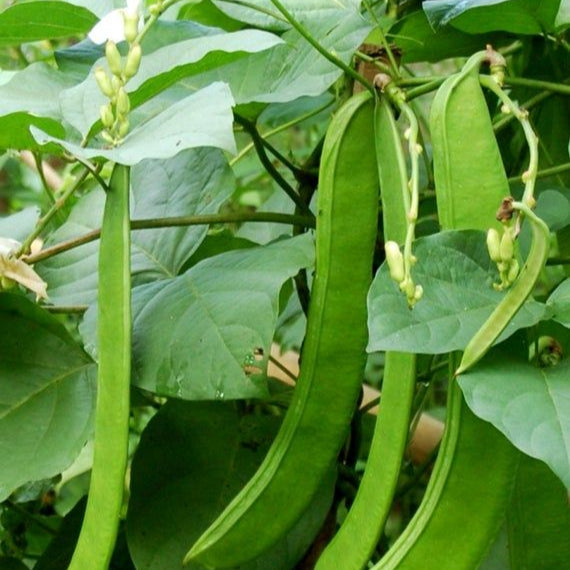 Sword Bean Plant Seeds up to 50%
