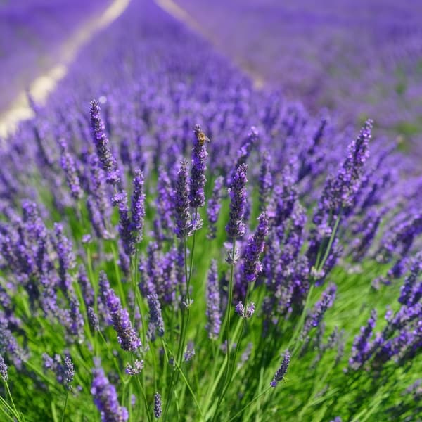 Lavender Seeds up to 50%