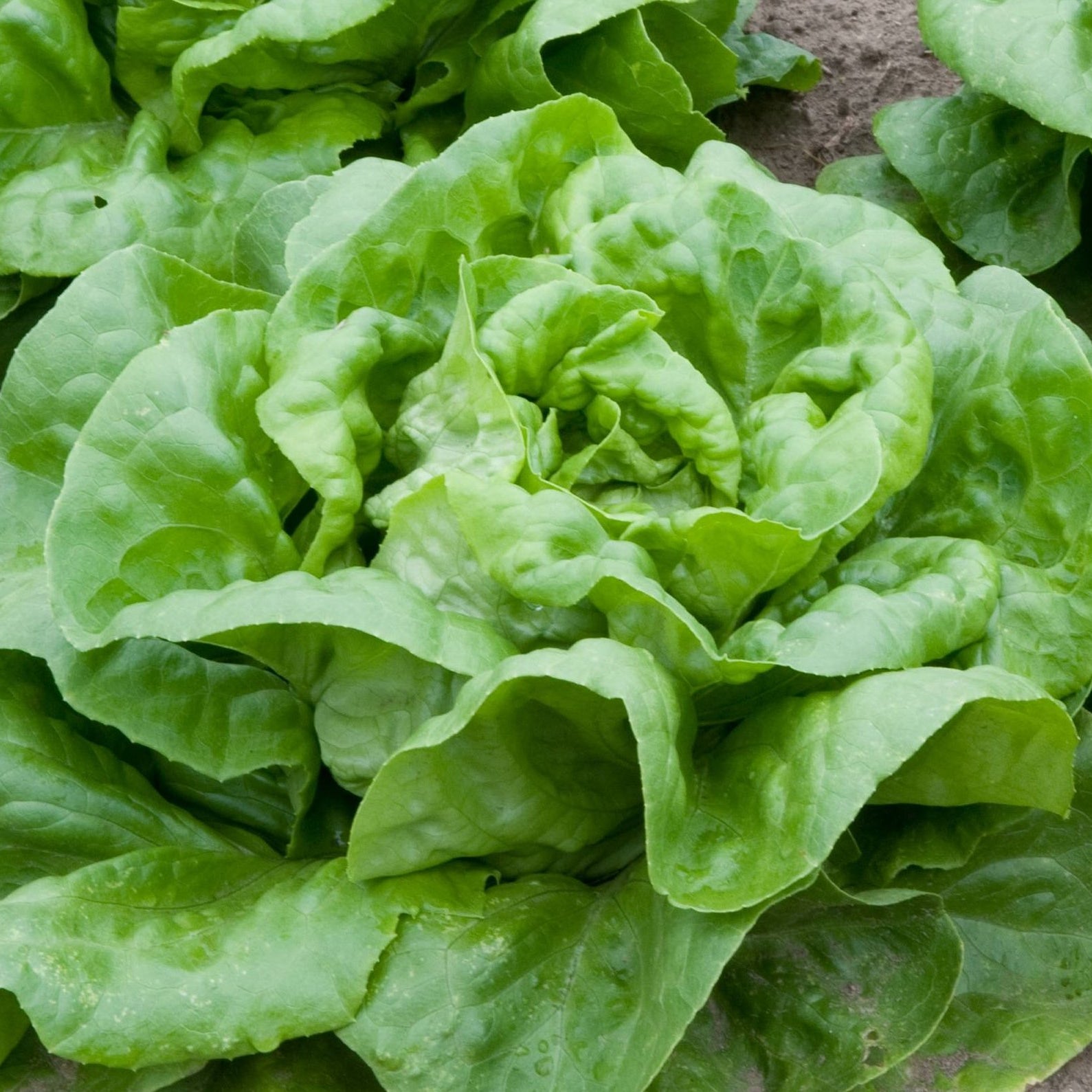 Lettuce Seeds up to 50%
