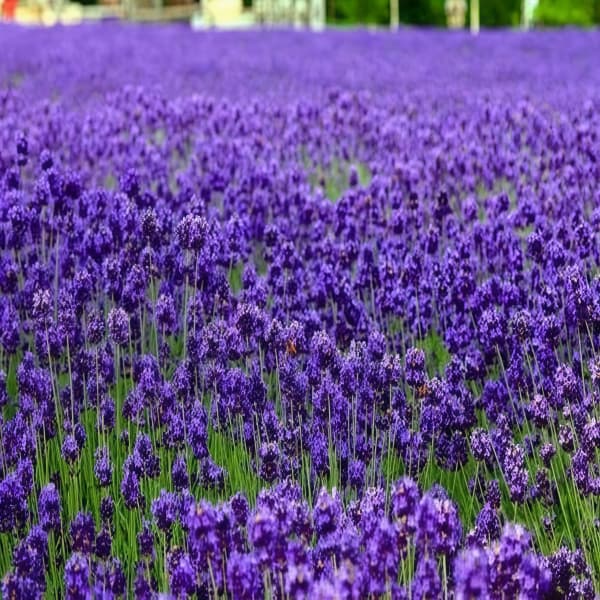 Lavender Seeds up to 50%