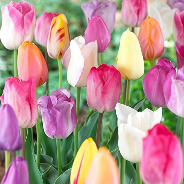 Tulip Seeds up to 50%