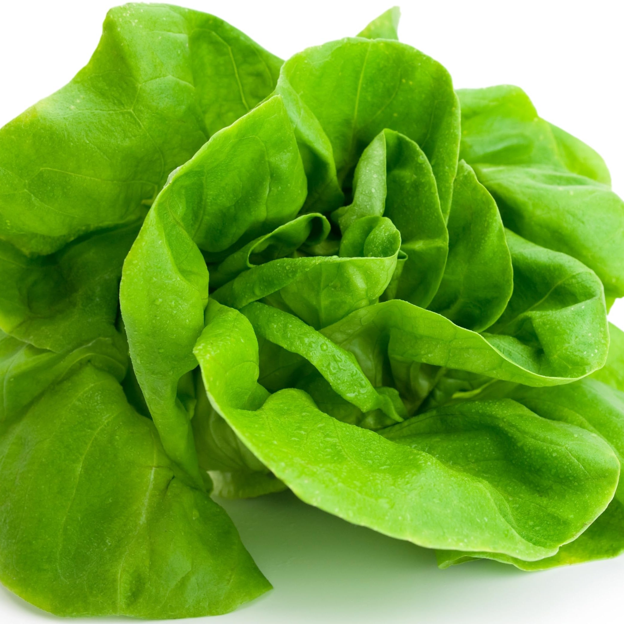 Lettuce Seeds up to 50%