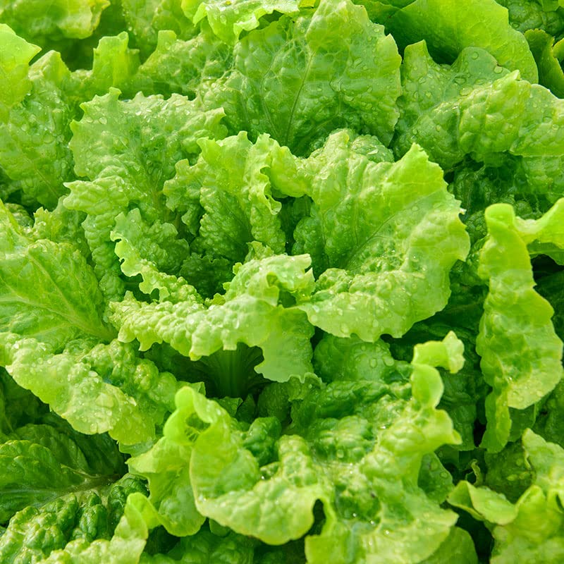 Lettuce Seeds up to 50%