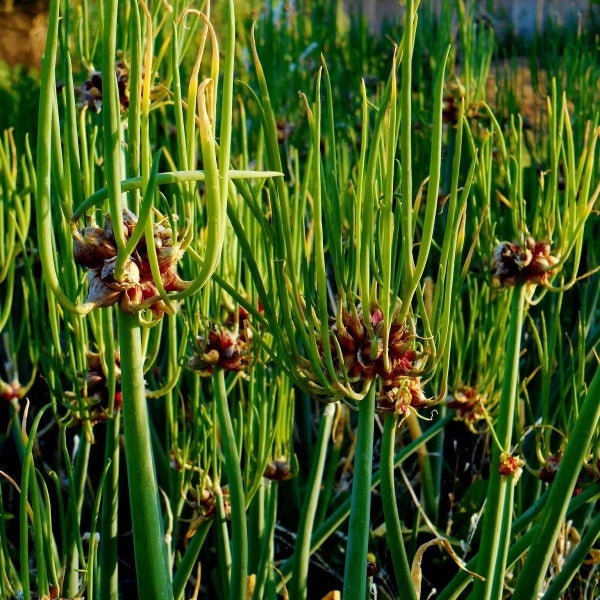 Garlic seeds up to 50%