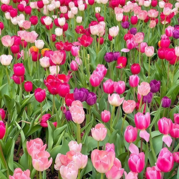 Tulip Seeds up to 50%