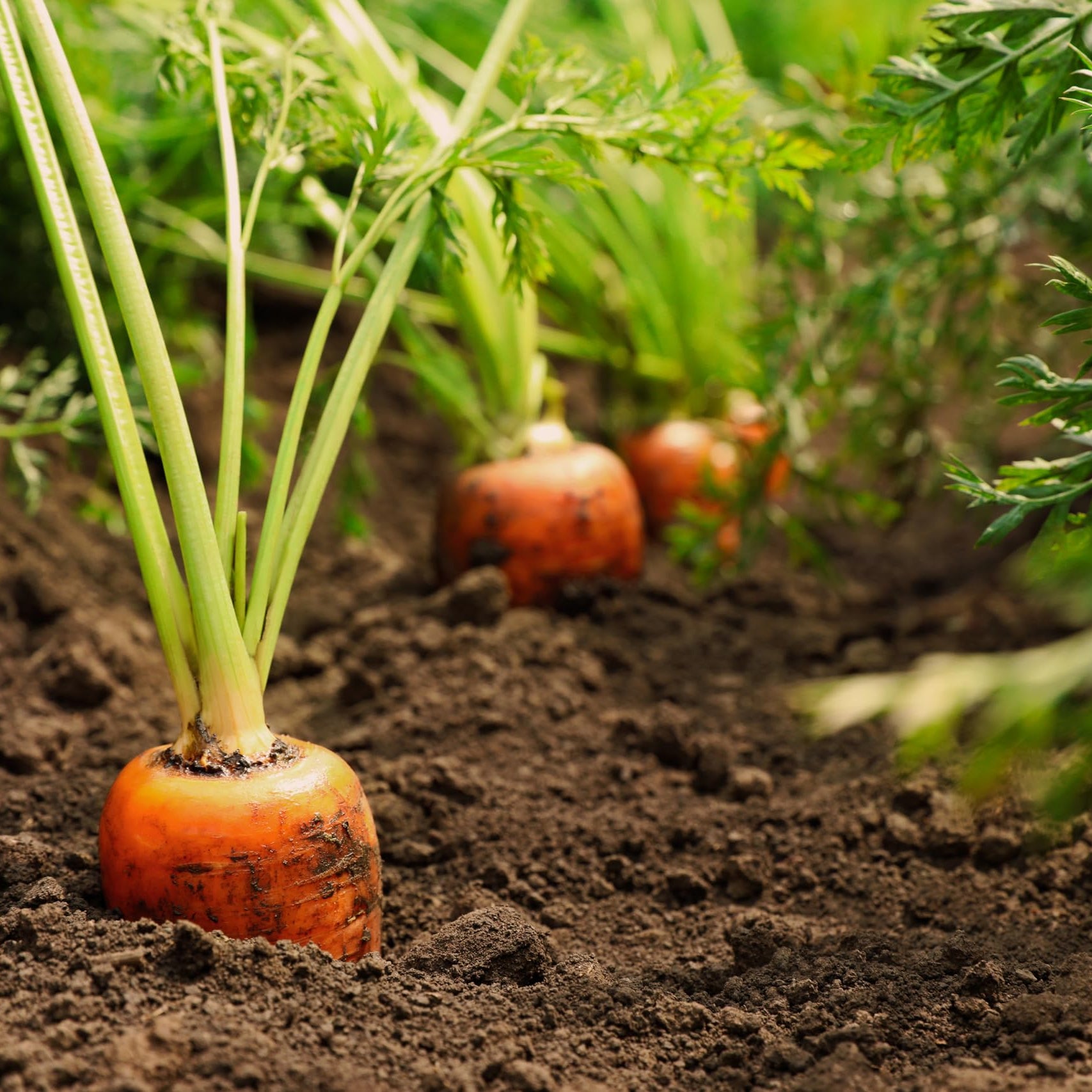 Carrot seeds up to 50%
