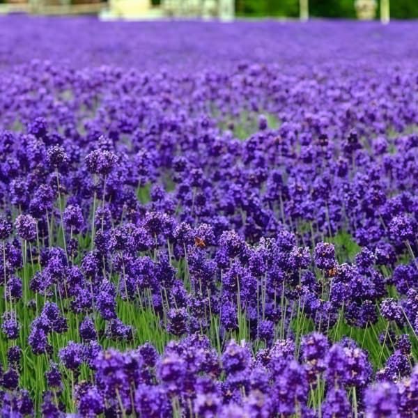 Lavender Seeds up to 50%