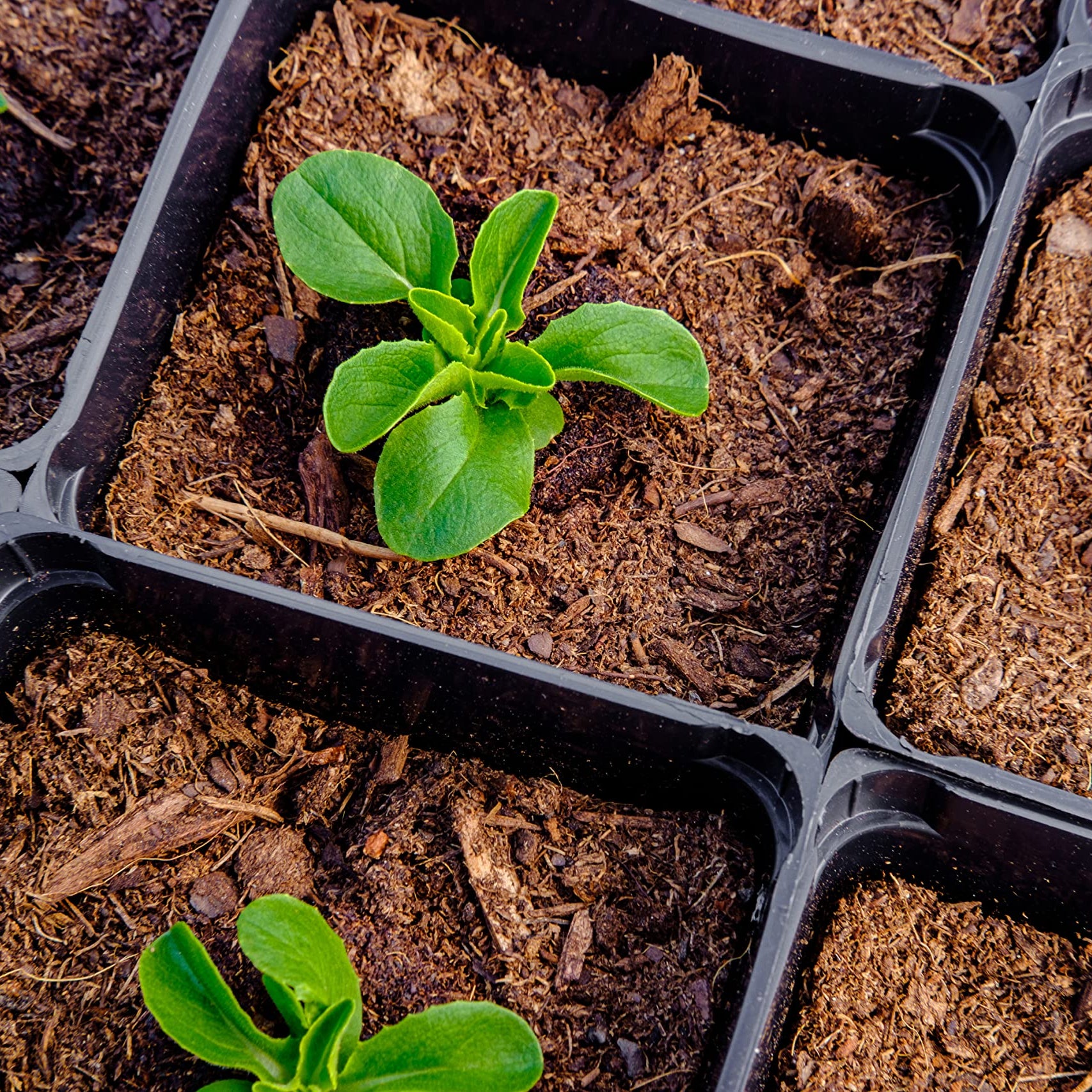 Lettuce Seeds up to 50%