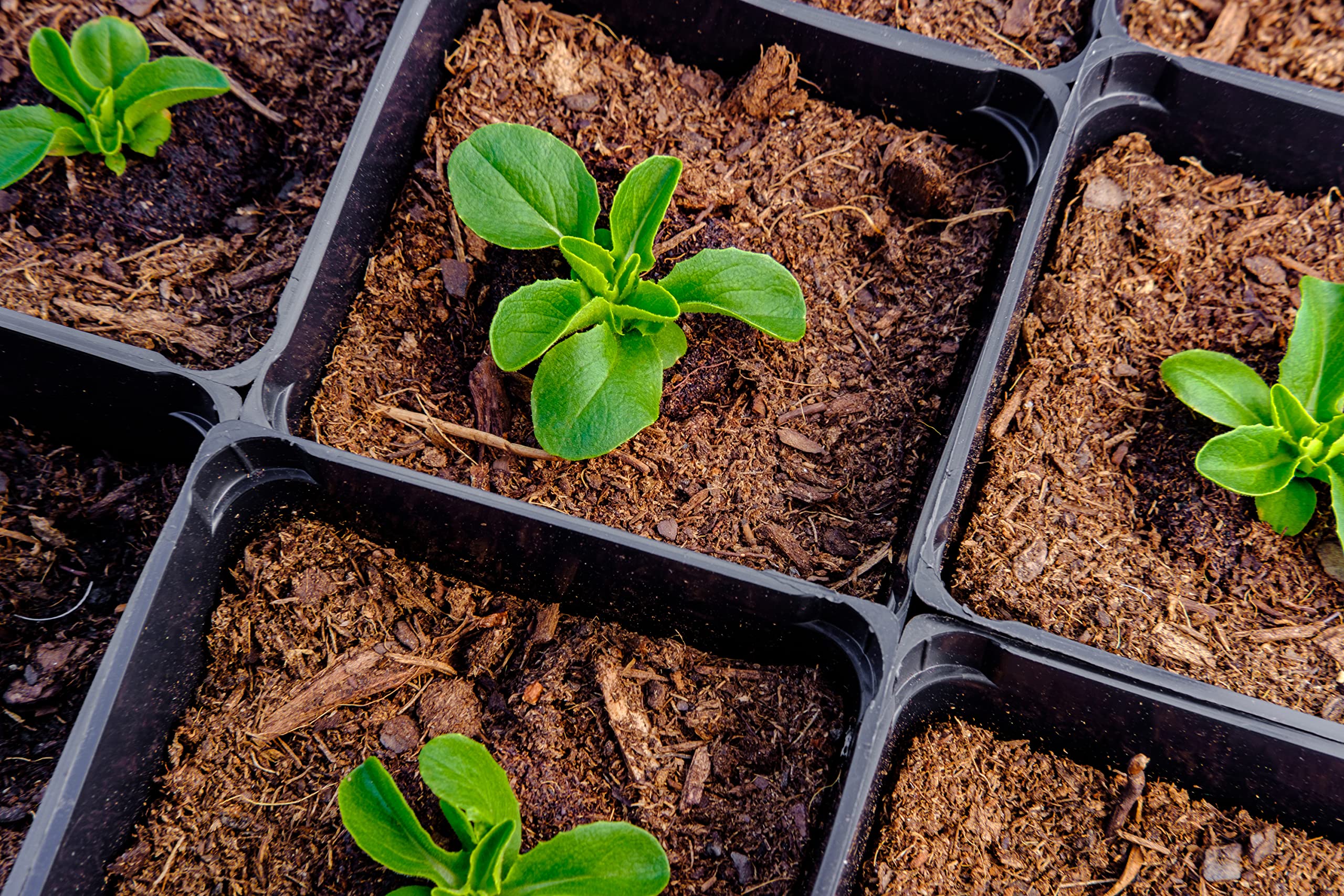 Lettuce Seeds up to 50%
