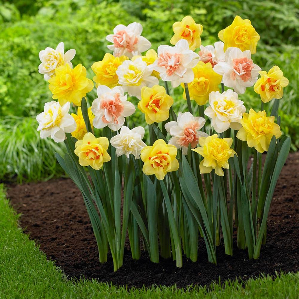 Narcissus mixed color seeds up to 50%
