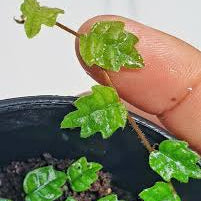 Boswellia Sacra Plant Seeds up to 50%