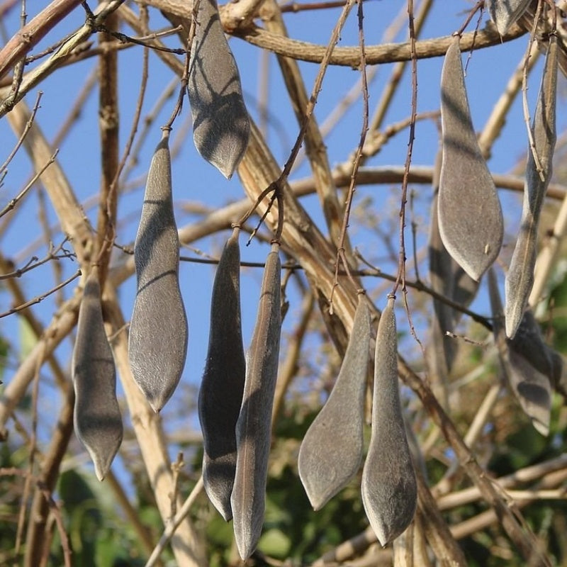 Wisteria Seeds up to 50%