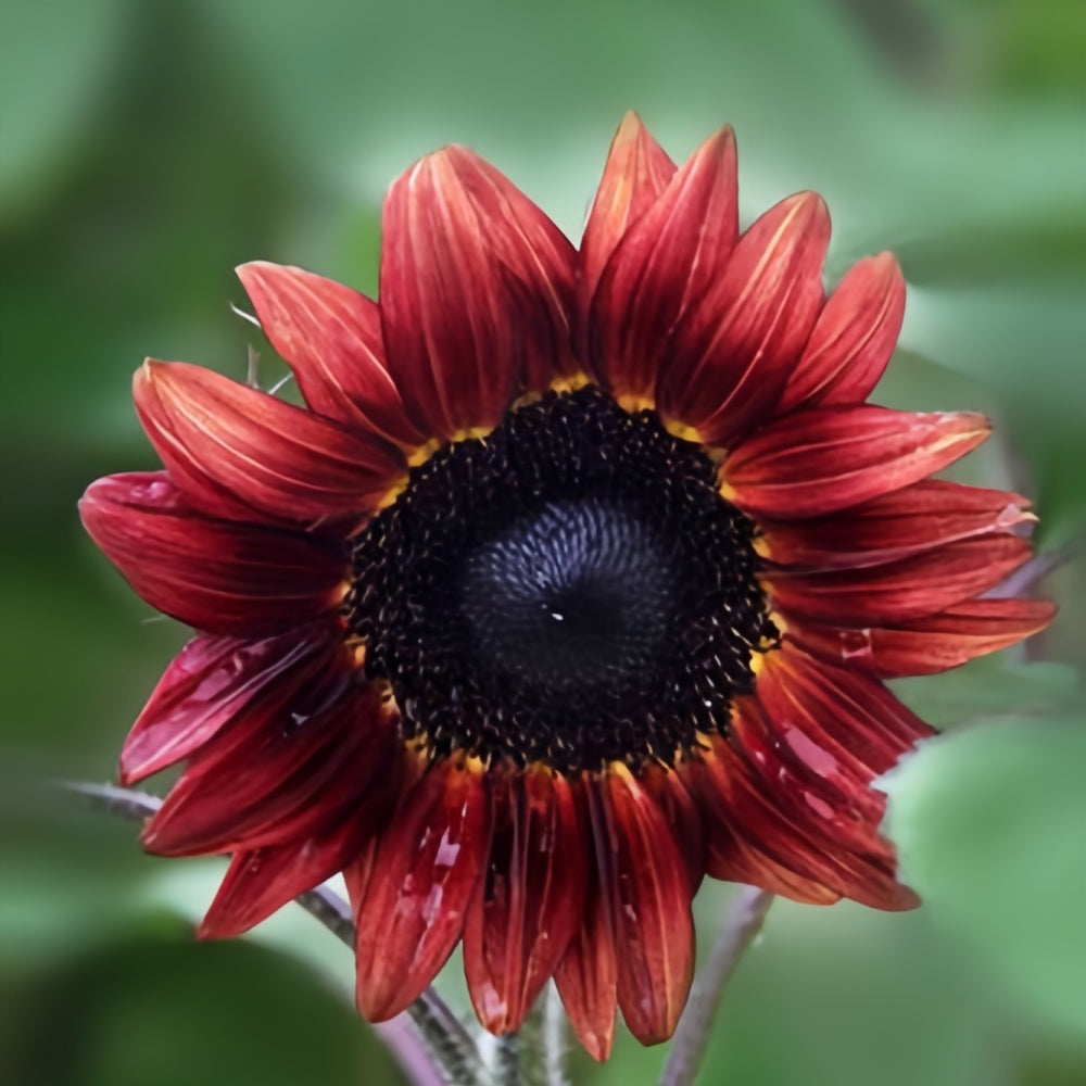 Sunflower Seeds - Mix Larger Packet High Germination 500-2500 Onsaleseeds