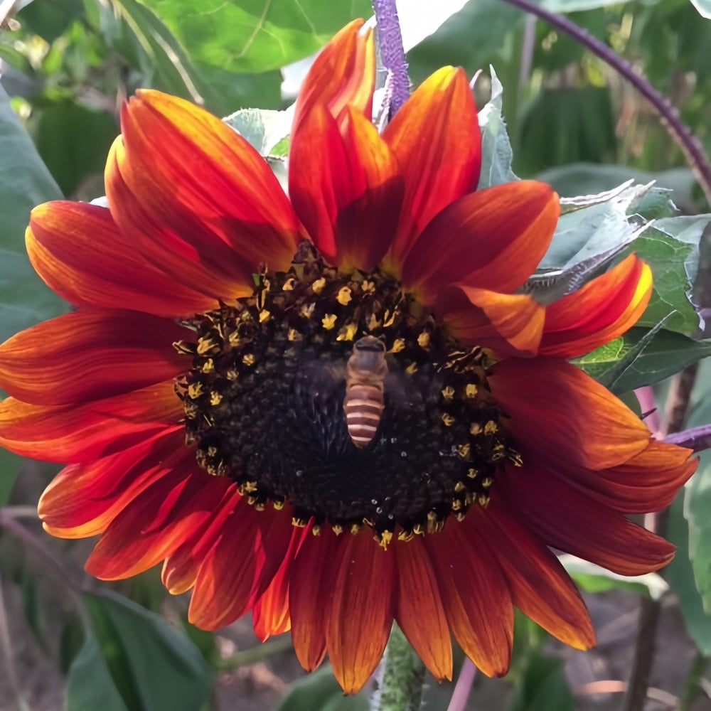Sunflower Seeds - Mix Larger Packet High Germination 500-2500 Onsaleseeds