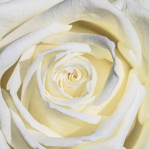 Roses Seeds - White Larger Packet High Germination 2000-5000 Onsaleseeds