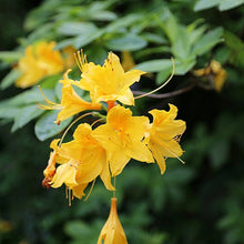 Orange Azalea Flower Seeds