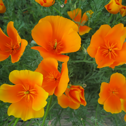 Red California Poppy Seeds
