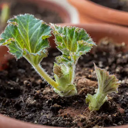 Tuberous Begonia Seeds