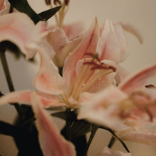 Lily Flower Seeds