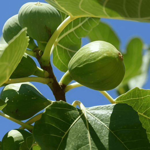Fig Seeds