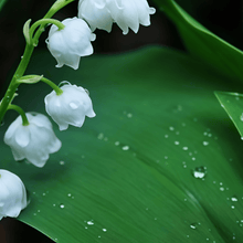 Lily of the Valley Seeds