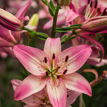 Lily Flower Seeds