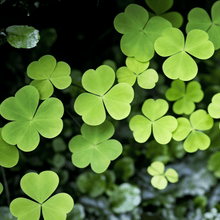 Shamrock Seeds