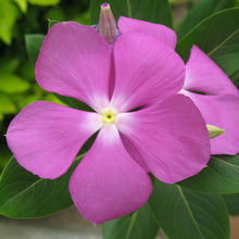 Vinca Seeds - Magenta