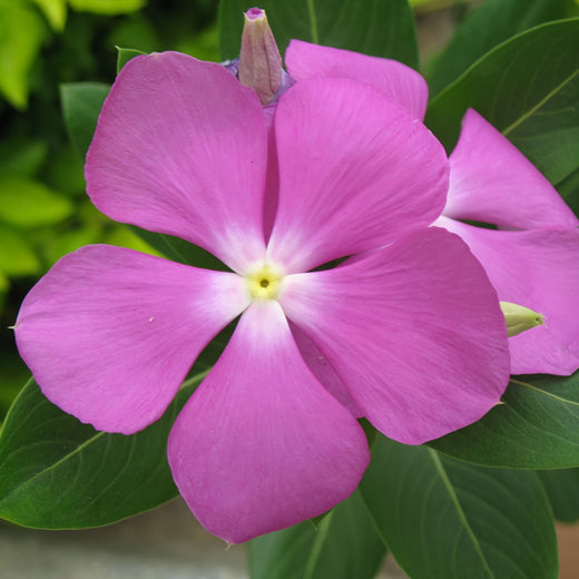 Vinca Seeds - Magenta