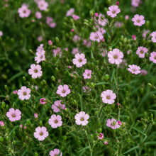 Cowherb Seeds