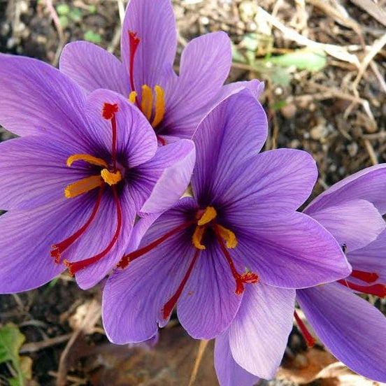 Saffron Flower Seeds - Purple High Germination Onsaleseeds