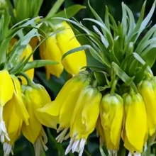 Fritillaria Bicolor Seeds
