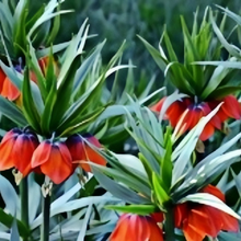 Fritillaria Bicolor Seeds