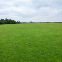 Nuglade Grass Seed