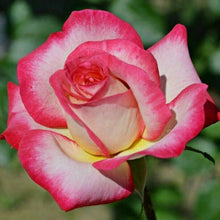 Double Delight Rose Seeds