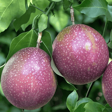 Passion Fruit Seeds