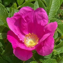 Rugosa Rose Flower Seeds Hardy Fragrant Garden Roses