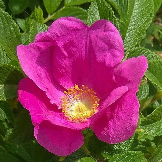 Rugosa Rose Flower Seeds Hardy Fragrant Garden Roses