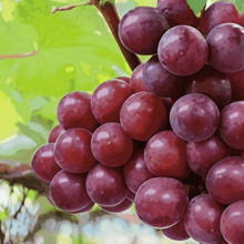 Grape Seeds